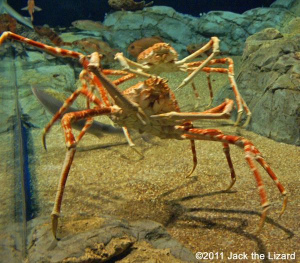 Japanese spider crab, Ibaraki Prefectural Oarai Aquarium