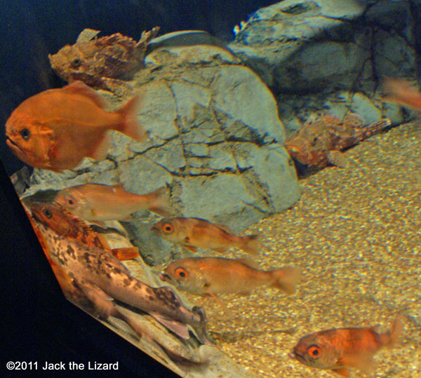 Blueberry roughy, Ibaraki Prefectural Oarai Aquarium