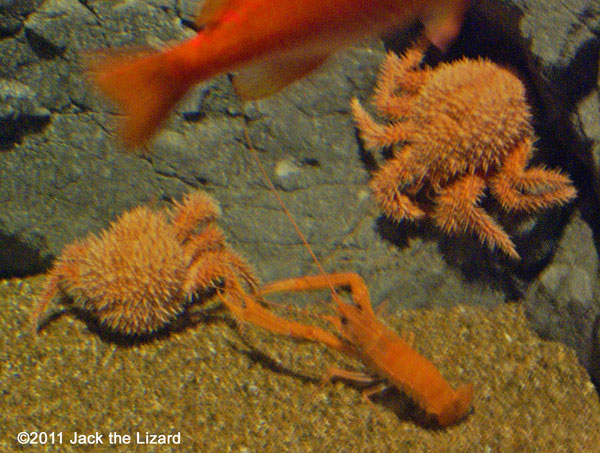 Paralomis hystrix, Ibaraki Prefectural Oarai Aquarium