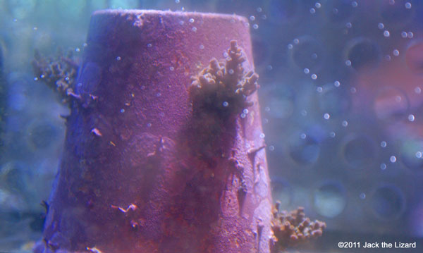 Coral, Ibaraki Prefectural Oarai Aquarium