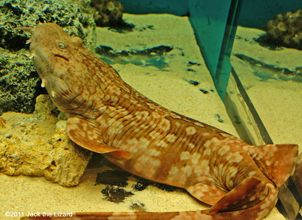 Western wobbegon, Ibaraki Prefectural Oarai Aquarium