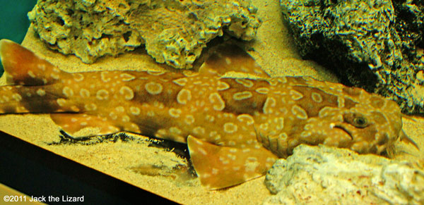 Spotted wobbegong, Ibaraki Prefectural Oarai Aquarium