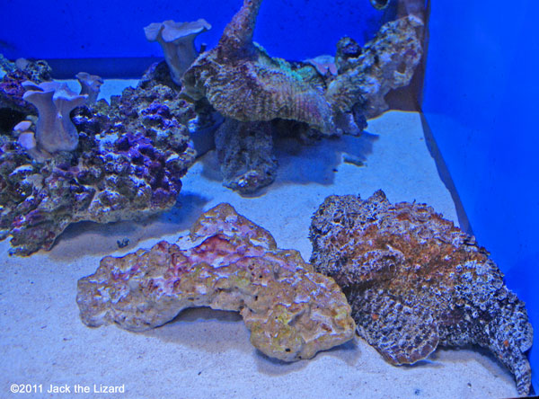 Reef stonefish, Ibaraki Prefectural Oarai Aquarium