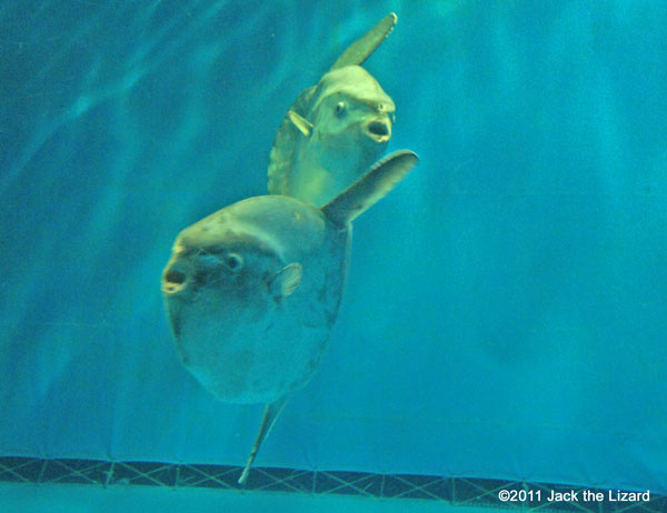 Ocean sunfish, Ibaraki Prefectural Oarai Aquarium