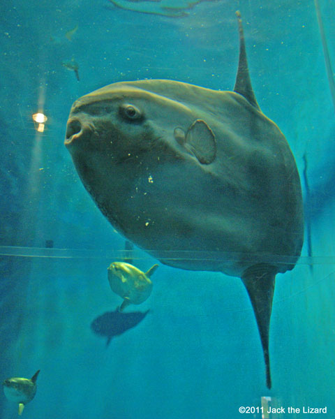 Ocean sunfish, Ibaraki Prefectural Oarai Aquarium