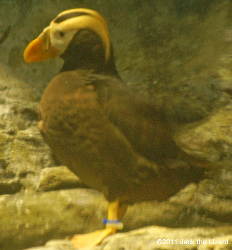 Tufted Puffin, Ibaraki Prefectural Oarai Aquarium