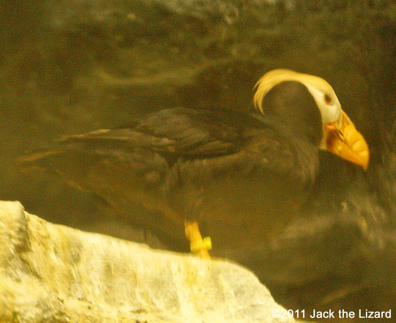 Tufted Puffin, Ibaraki Prefectural Oarai Aquarium