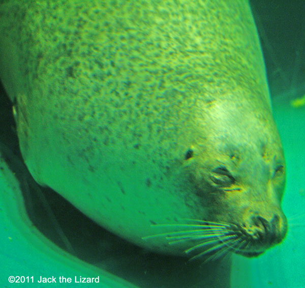 California sea lion, Ibaraki Prefectural Oarai Aquarium