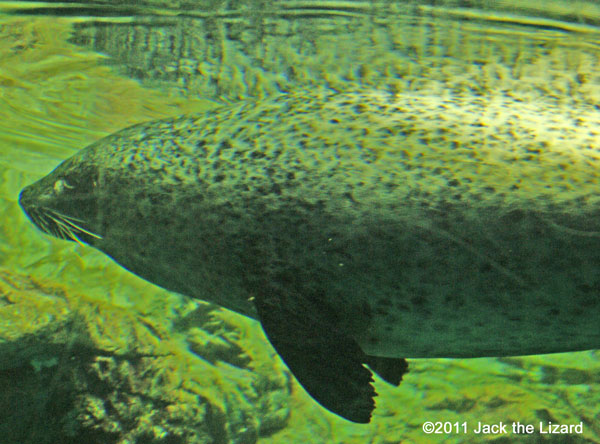 California sea lion, Ibaraki Prefectural Oarai Aquarium