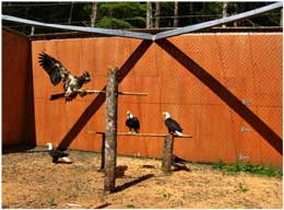Bald Eagles, Prince Rupert Wildlife Rehab Shelter