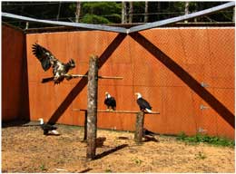 Bald Eagles, Prince Rupert Wildlife Rehab Shelter