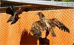 Bald Eagles, Prince Rupert Wildlife Rehab Shelter