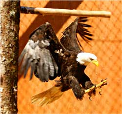 Bald Eagle, Prince Rupert Wildlife Rehab Shelter