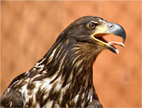 Bald Eagle, Prince Rupert Wildlife Rehab Shelter