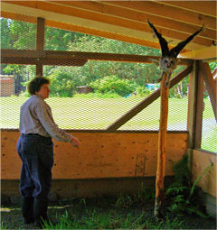 Owl, Prince Rupert Wildlife Rehab Shelter