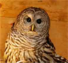 Owl, Prince Rupert Wildlife Rehab Shelter