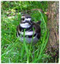 Plover, Prince Rupert Wildlife Rehab Shelter