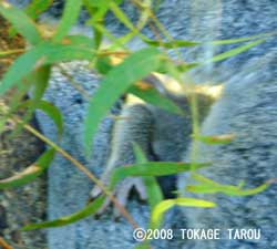 Baby Koala