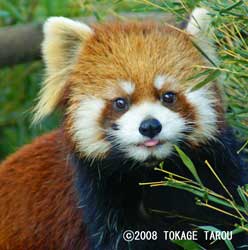 Red Panda