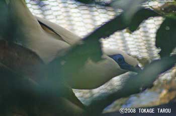 Bali Starling