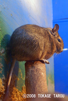 Degu, Saitama Children's Zoo