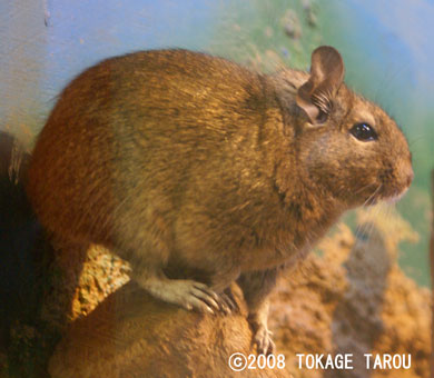 Degu, Saitama Children's Zoo