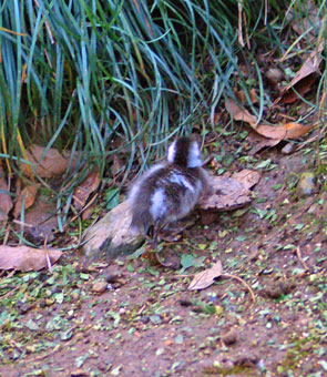 Duck, Saitama Children's Zoo