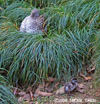 Duck, Saitama Children's Zoo