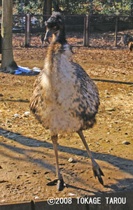 Emu, Saitama Children's Zoo