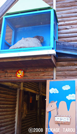 Hyrax, Saitama Children's Zoo