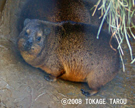 Hyrax, Saitama Children's Zoo