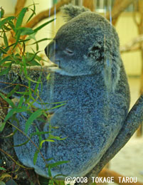 Koala, Saitama Children's Zoo