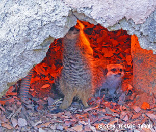 Meerkat, Saitama Children's Zoo