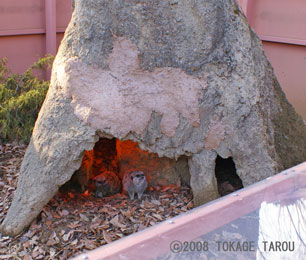 Meerkat, Saitama Children's Zoo