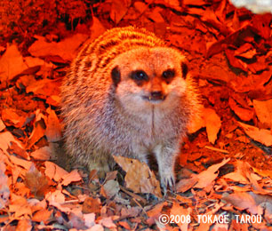 Meerkat, Saitama Children's Zoo