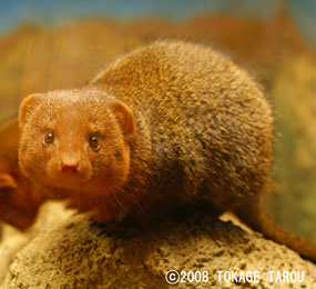 Dwarf Mongoose, Saitama Children's Zoo