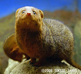 Dowarf Mongoose, Saitama Children's Zoo