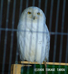 Snowy Owl, Saitama Children's Zoo