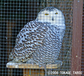 Snowy Owl, Saitama Children's Zoo