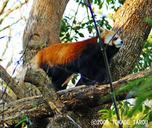 Red Panda, Saitama Children's Zoo