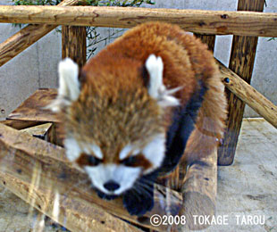 Red Panda, Saitama Children's Zoo