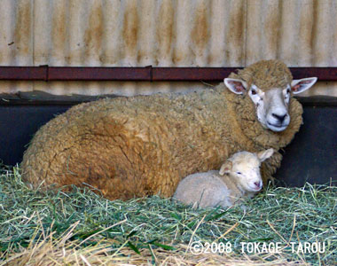 Sheep, Saitama Children's Zoo