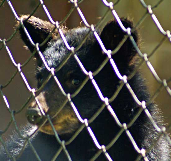 Black Bear, Northern Lights Wildlife Society