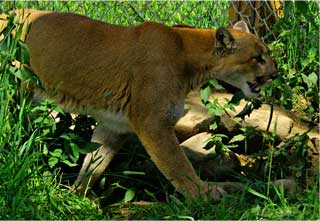 Cougar, Northern Lights Wildlife Society