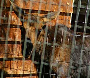 Moose, Northern Lights Wildlife Society