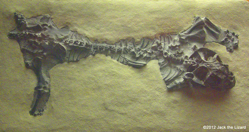 Lystrosaurus、National Museum of Natural History