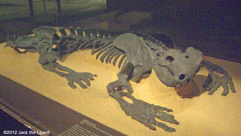 Diadectes, National Museum of Natural History