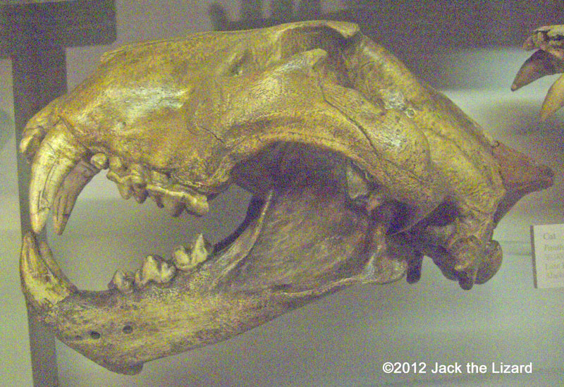 North American Lion, National Museum of Natural History