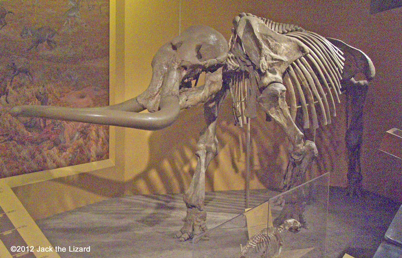 Stegomastodon, National Museum of Natural History