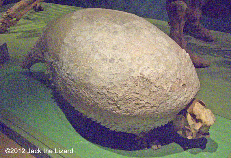 Glyptodont, National Museum of Natural History